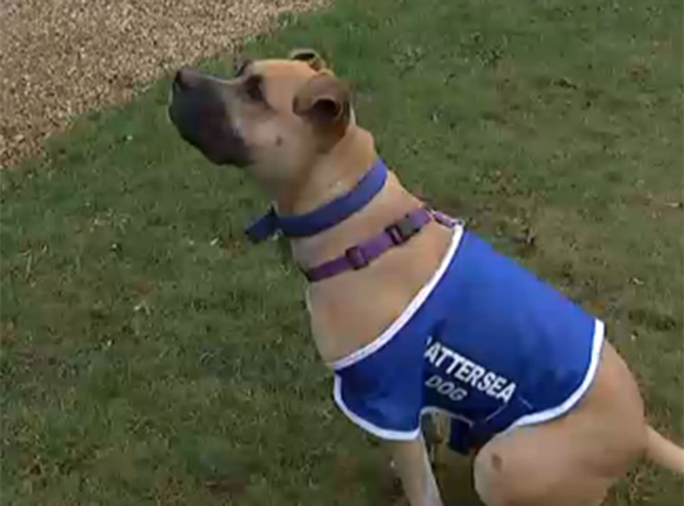 Meet Biscuit, the dog rejected 5,000 times in two years at Battersea